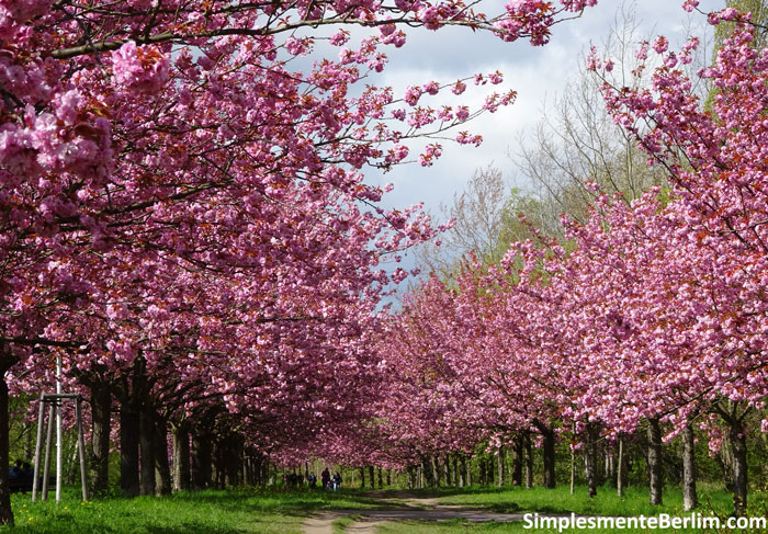 Kirschblütenallee em Berlim (Alameda das Cerejeiras em Berlim)