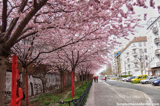 Mauerpark - Florada das Cerejeiras